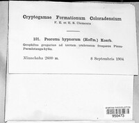 Psoroma hypnorum var. hypnorum image